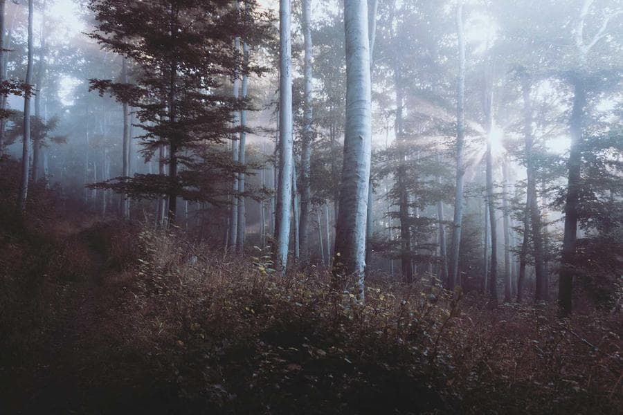 Post görseli